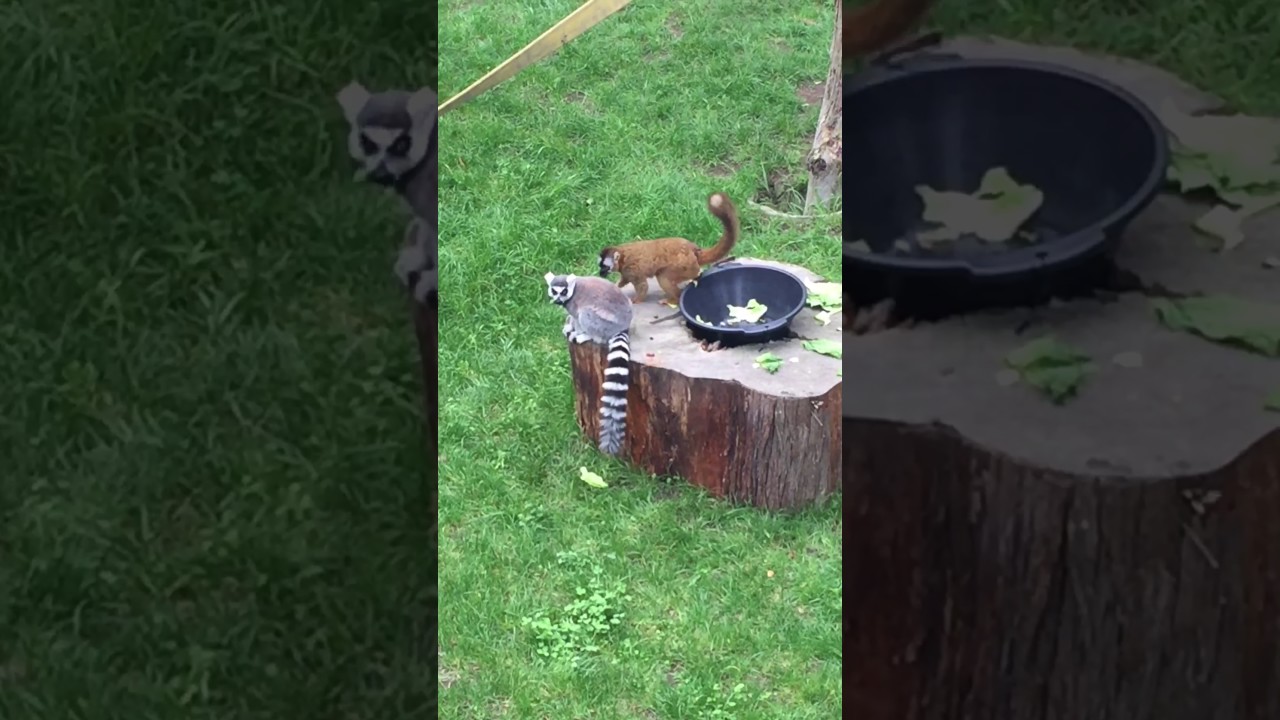 Lemur Jerk
