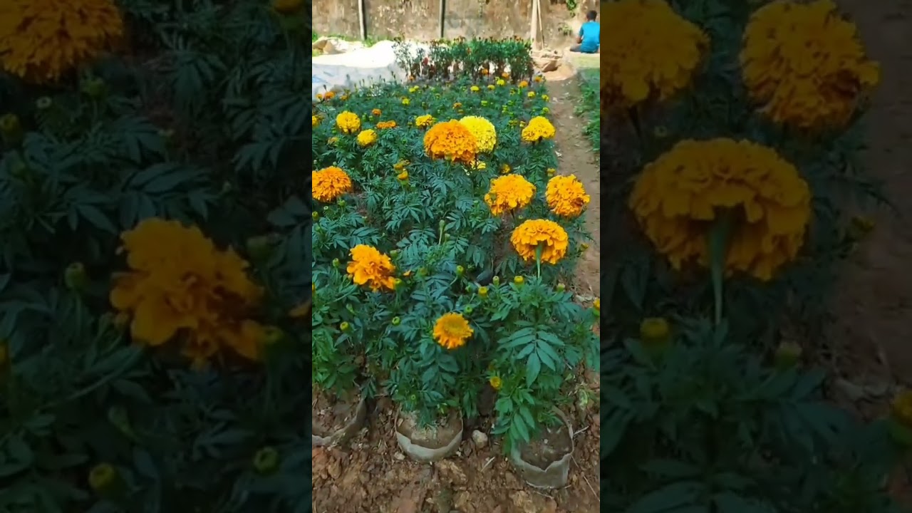 🌺প্রাকৃতিক সৌন্দর্য 🌺