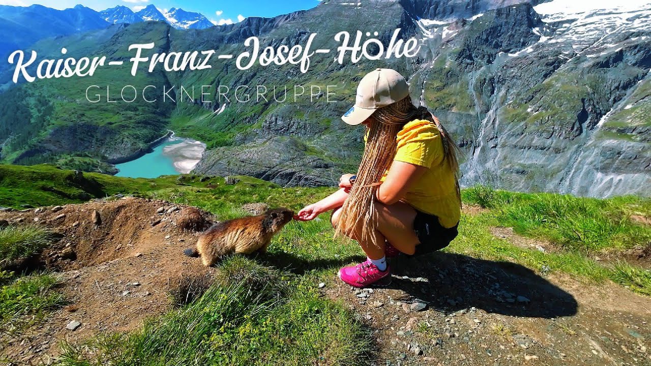 Mit Murmeltiere beim Großglockner auf der Kaiser  Franz  Josef  Höhe Frühstücken ( Glocknergruppe )