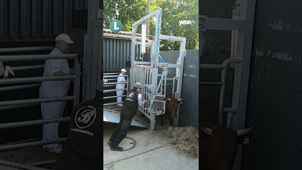 Mobile Schlachtung statt Tiertransport: Weniger Stress f&uuml;r Tiere? Mehr im neuen Land.Schafft.-Video!