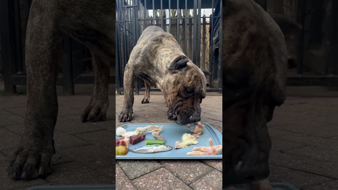 Let&rsquo;s feed my Presa Canario over 130g protein for breakfast