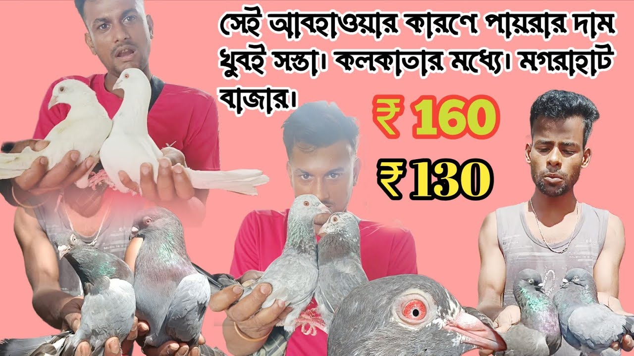এই ঝড়ো বৃষ্টি আবহাওয়ার কারণে পায়রার দাম খুবই সস্তা। কলকাতার মধ্যে। মগরাহাট বাজার। Top quality.