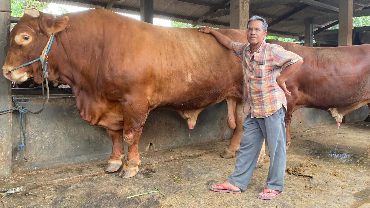 STOK QURBAN PREMIUM‼️600-1 TON 200 UP+GRATIS RAWAT SAMPAI HARI H