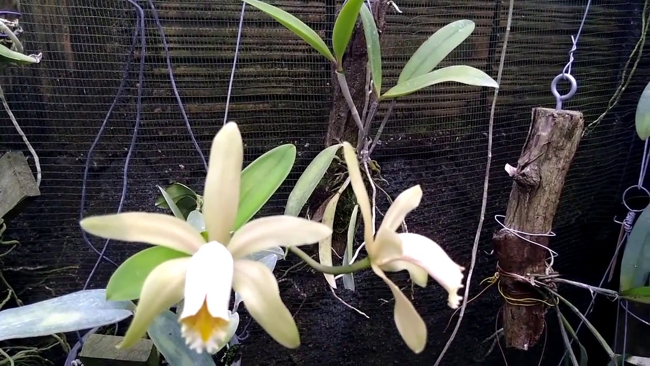 Fases do desenvolvimento da Cattleya forbesii