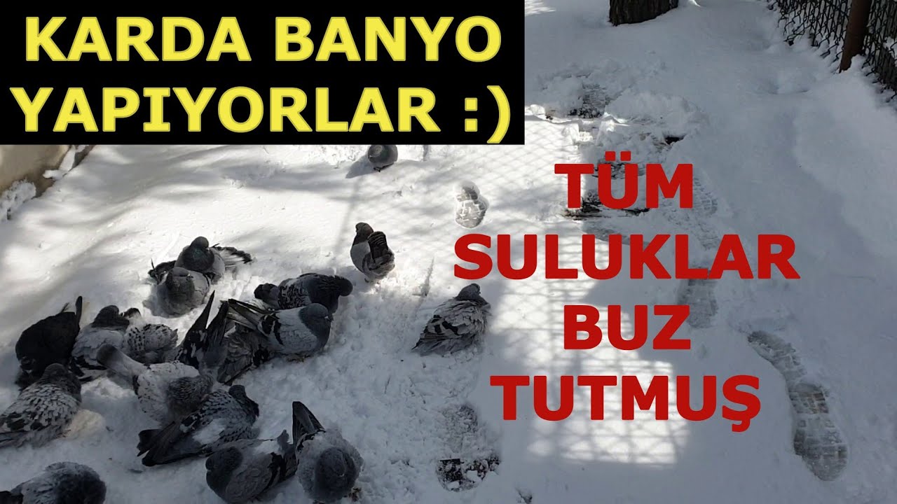 Yumurtlayan Dişimiz Felç Olmuş | Yumurta Felci Geçiren Güvercini Nasıl Düzeltiriz?