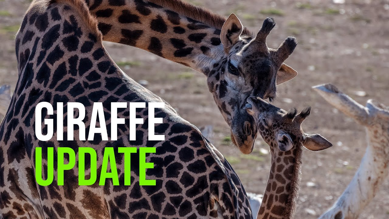 Meet Luna the Masai Giraffe Calf at the Phoenix Zoo