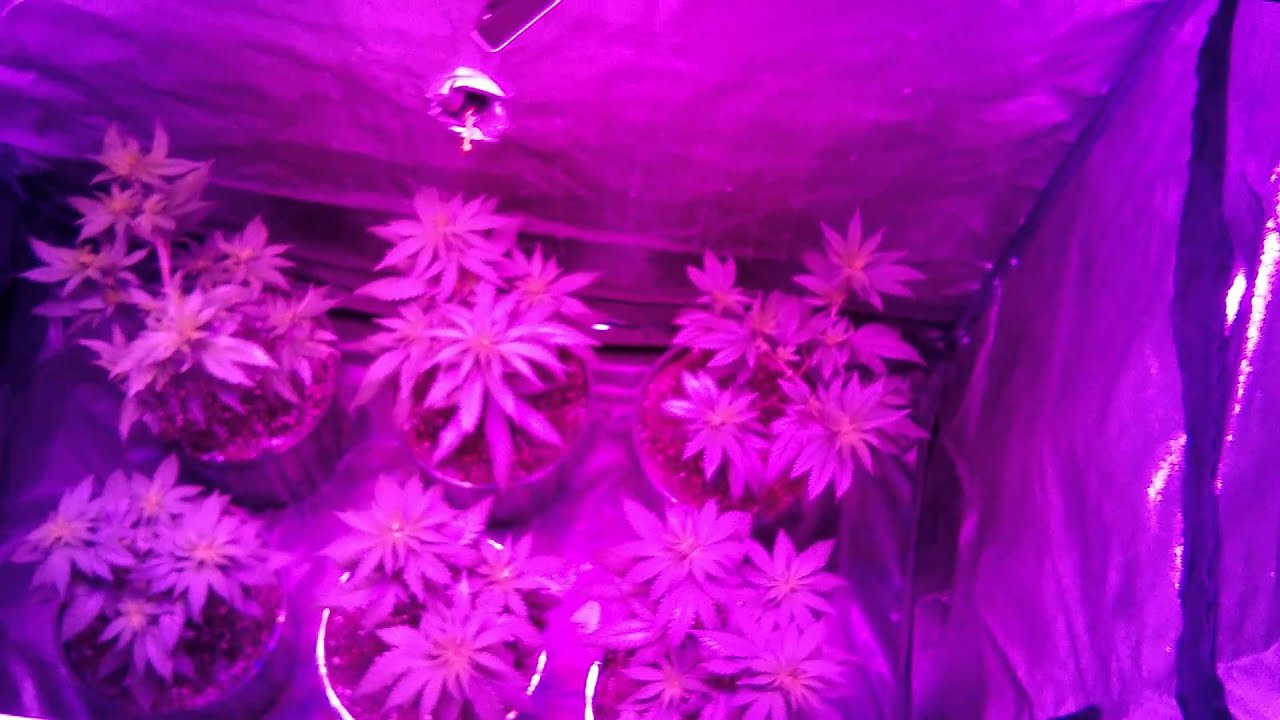 Connoisseur grow update 5 GrowBlu LED