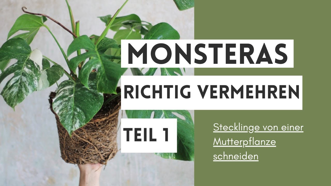 Vermehrung der Monstera deliciosa variegata Teil 1 - Stecklinge schneiden