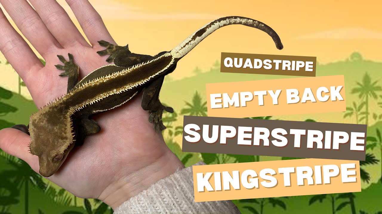 Superstripe, Kingstripe, Empty back, Quadstripe | Junglepaws