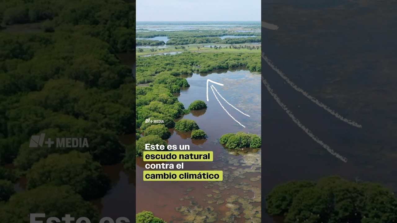 &iquest;Qu&eacute; son los manglares y por qu&eacute; son un escudo contra el cambio clim&aacute;tico?