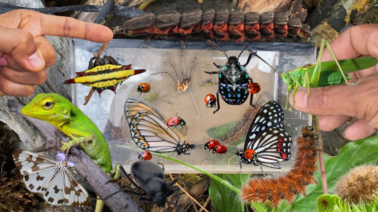 Discovered rare giant firefly larvae‼️catch bug, baby lizard, butterfly, katydid, caterpillar,spider