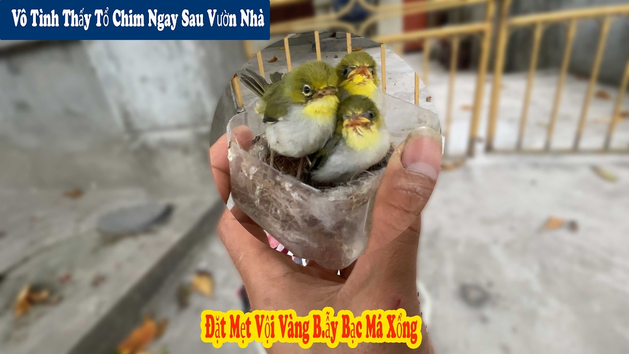 Được Cu Ch&aacute;u Tặng Tổ Chim V&agrave;nh Khuy&ecirc;n Cực Đẹp / Chiến