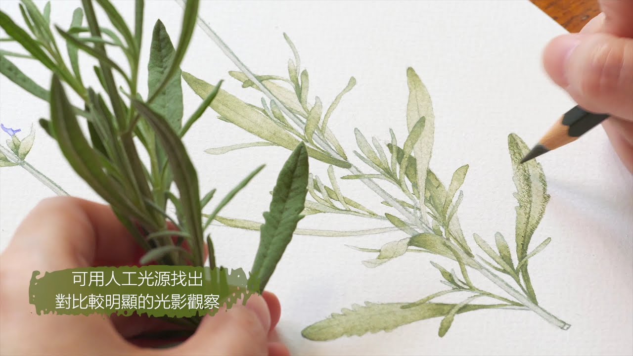 北鳥 植物觀察繪圖 │甜薰衣草 Lavandula × heterophylla - 正面葉（四）