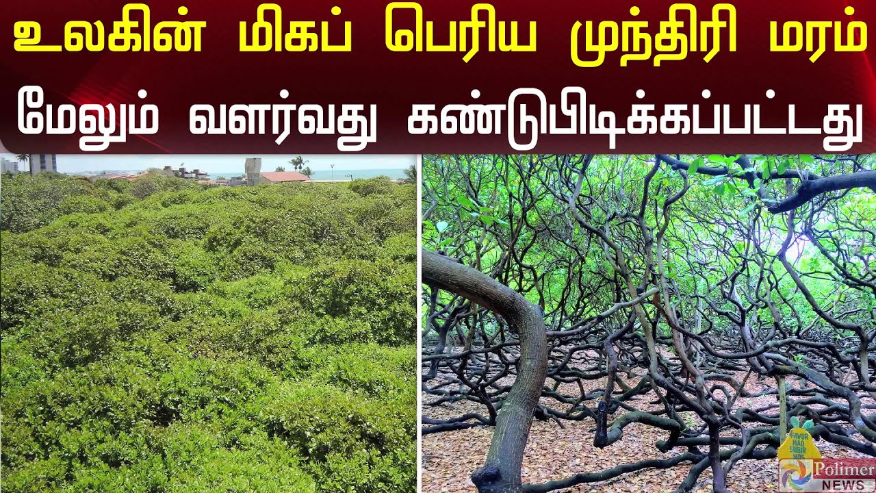 உலகின் மிகப் பெரியமரம் முந்திரி மேலும் வளர்வது கண்டுபிடிக்கப்பட்டது | World's Largest Cashew Tree