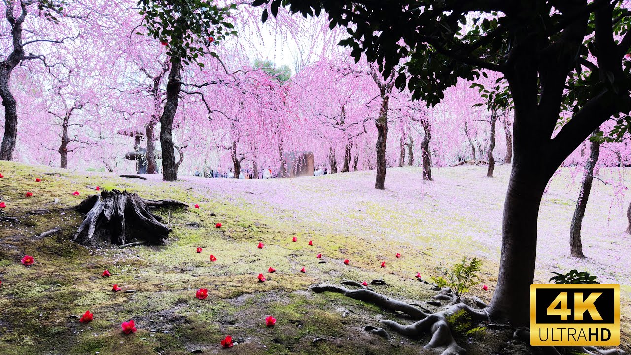 【KYOTO】Jonangu Shrine Weeping Plum and Camellia Festival | Best Spring Spots & Travel Tips