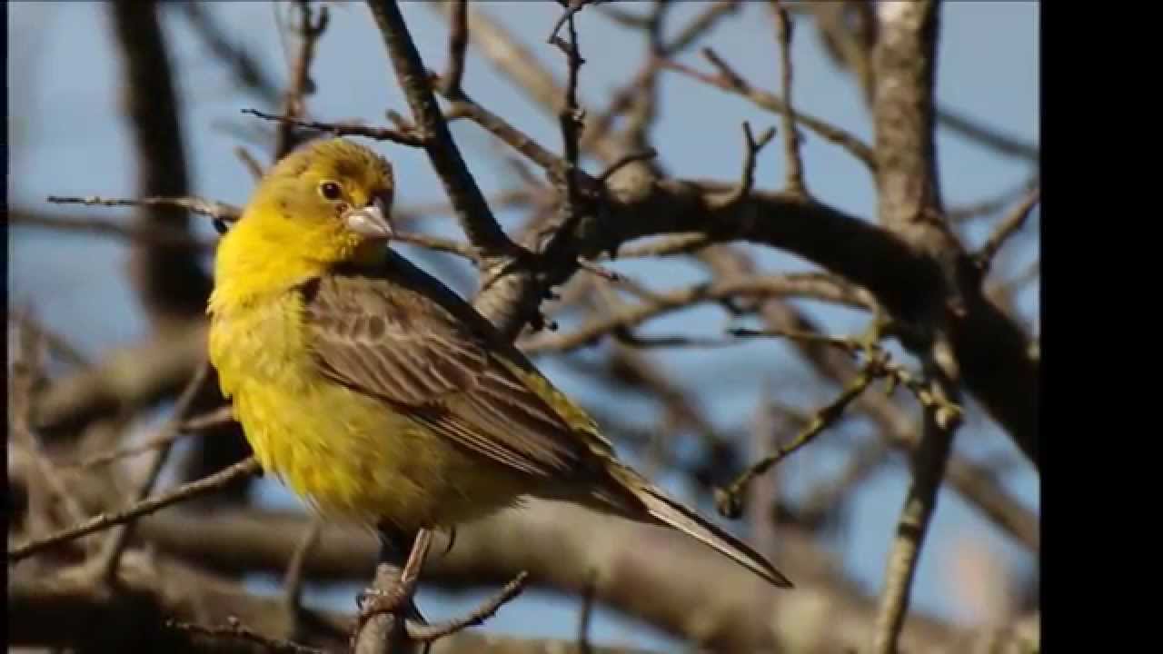 EL JILGUERO : AVES DE NUESTRO LITORAL...!!!