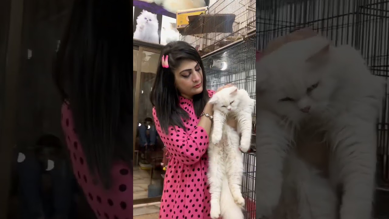 Cats video Tollinton market Lahore | ayisha vlog