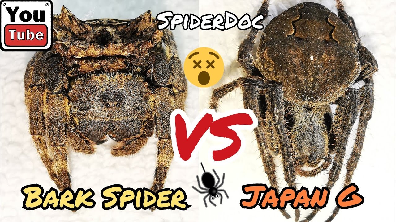 SUBSCRIBERS REQUEST: BARK Spider VS JAPAN G. MONSTER Spider Fight!