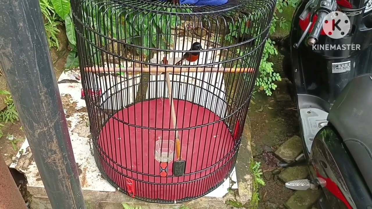SETINGAN MURAI BATU BANYAK NGETEM ‼️ COBA DAN BUKTIKAN ✅   -  NON JEMUR ❌