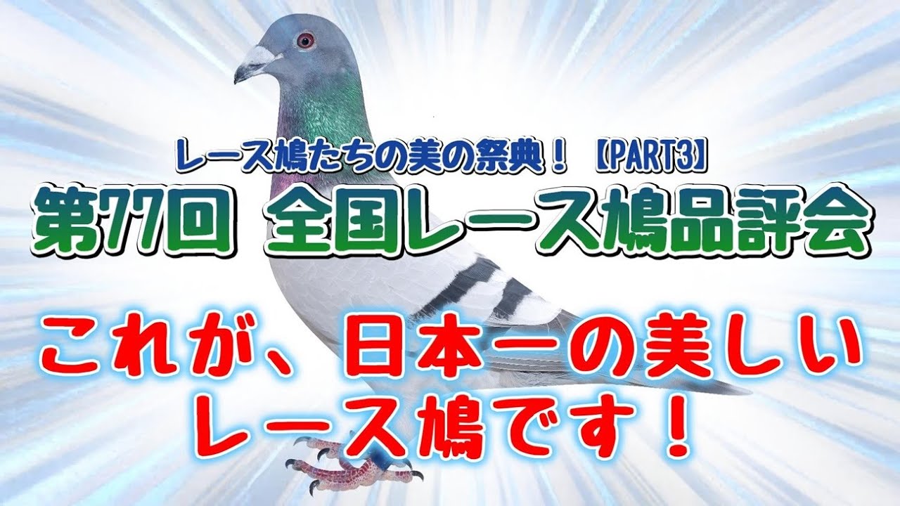 第77回 全国レース鳩品評会【PART3】