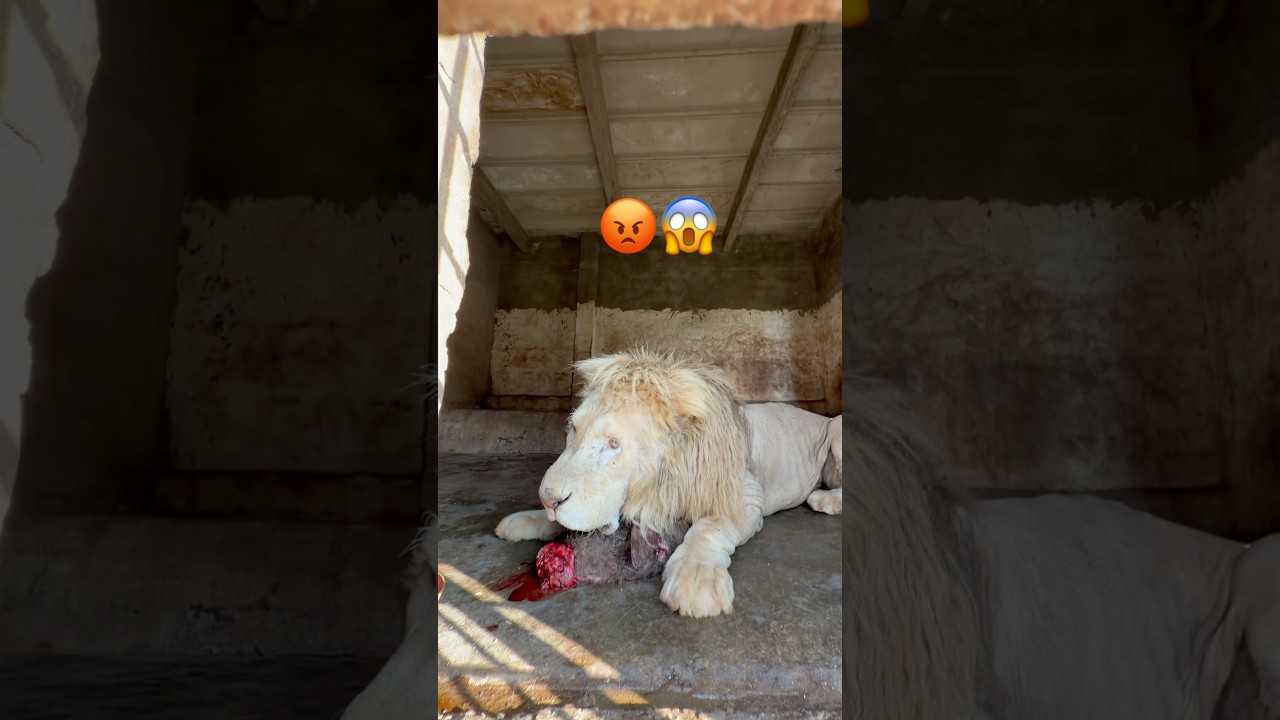 Lion 🦁 #lion #tigerspotted #bigcats #wildliferescue #tiger