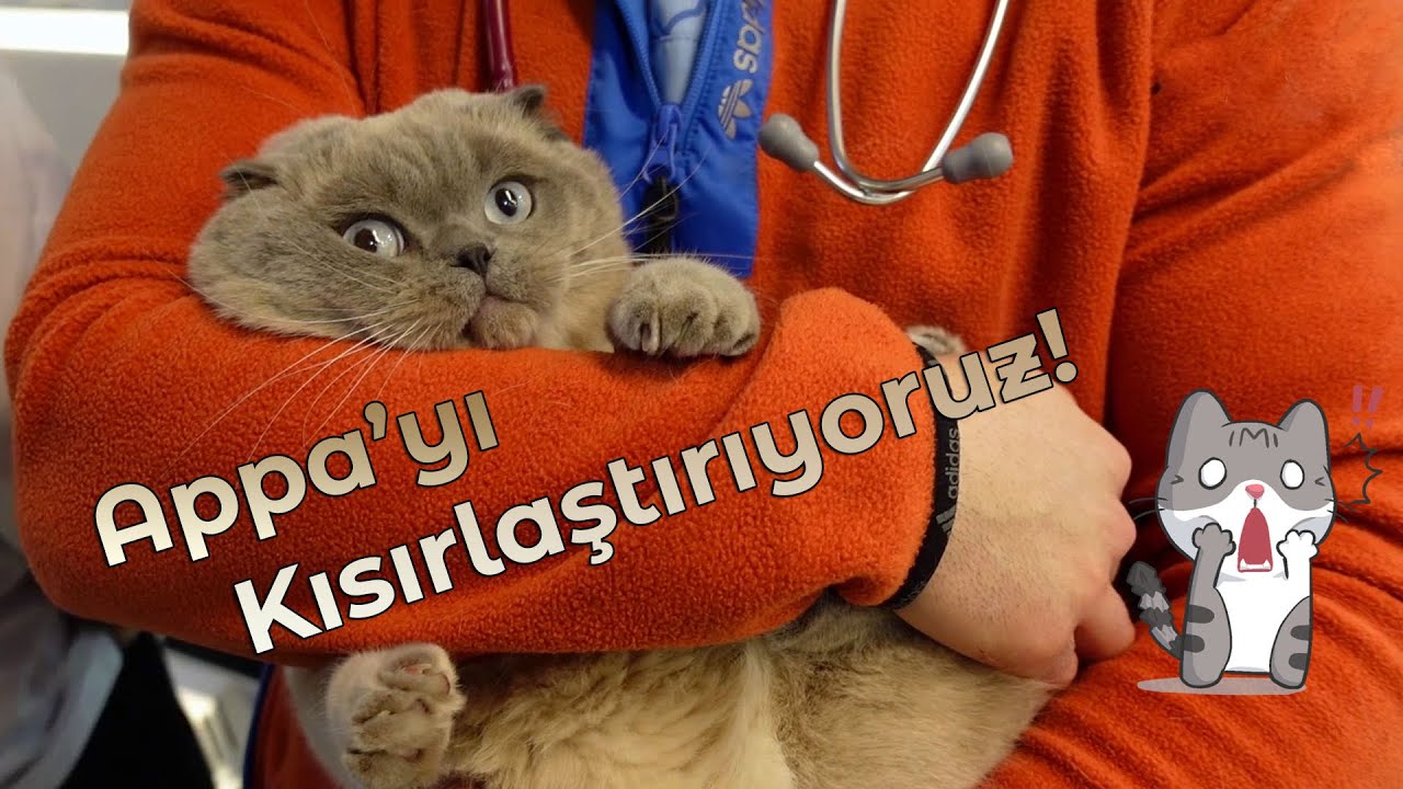 Tüm Aşamalarıyla Kedi Kısırlaştırma Operasyonu! | Bir Devrin Sonu: Appa'yı Kısırlaştırıyoruz!