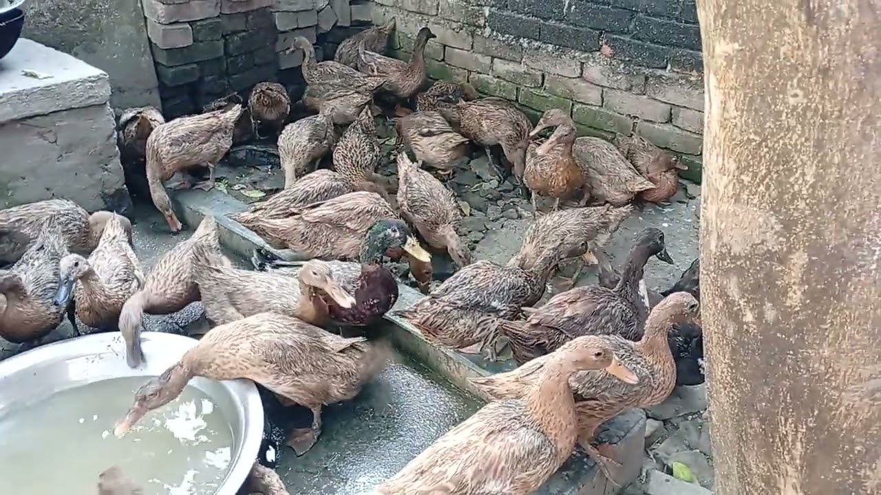 হাঁস পালনের পদ্ধতি, খাকি কেম্বেল হাঁসের খামার,হাঁসের কৃমির ওষুধ, হাসের চুনা পায়খানা, duck Farm #duck