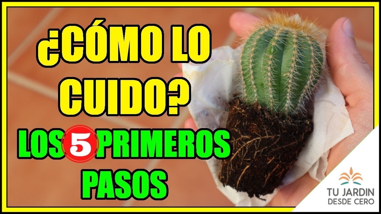 🌵 5 cosas que DEBES hacer despu&eacute;s de COMPRAR un nuevo CACTUS ⚠️ [Cactus peque&ntilde;os cuidados]