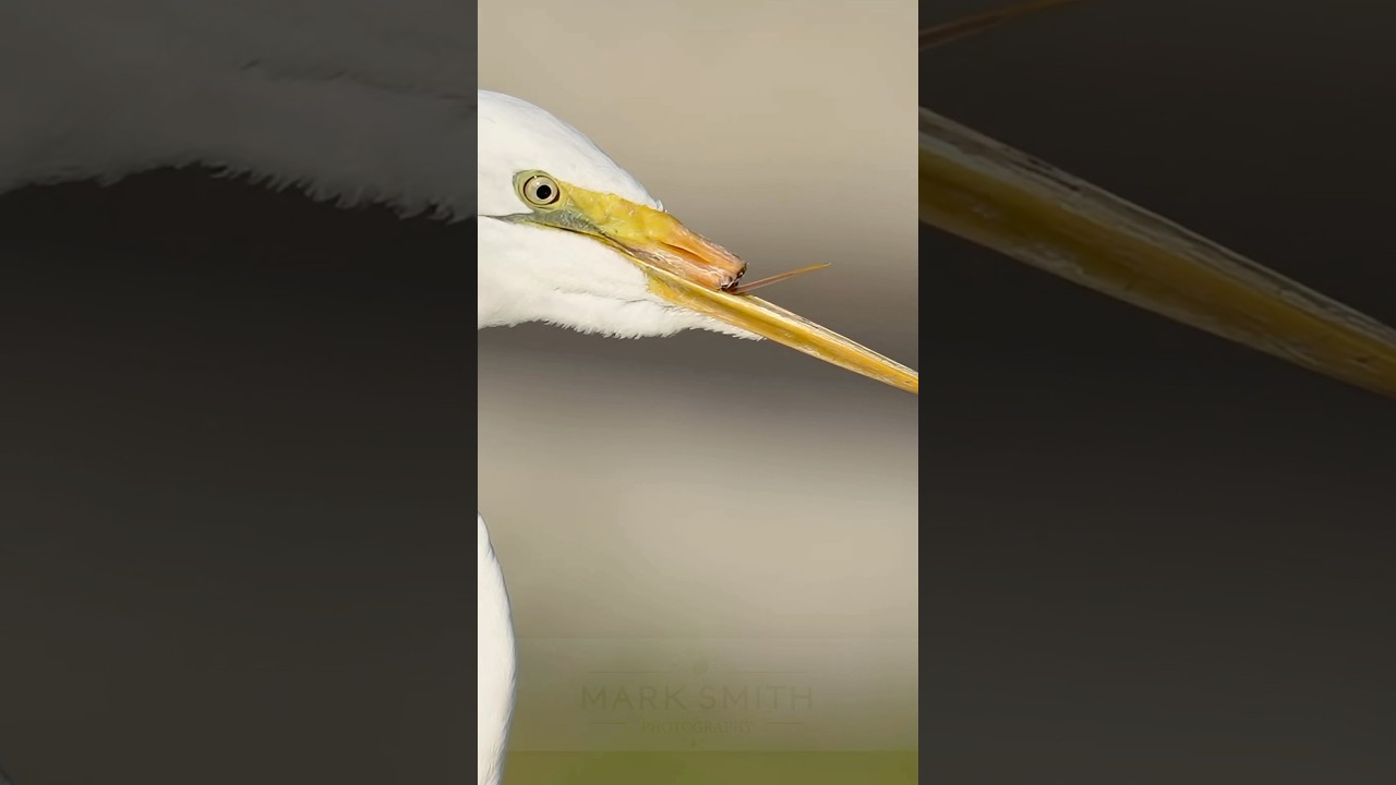 Meet &ldquo;Beakless&rdquo; The bird who refuses to give up.