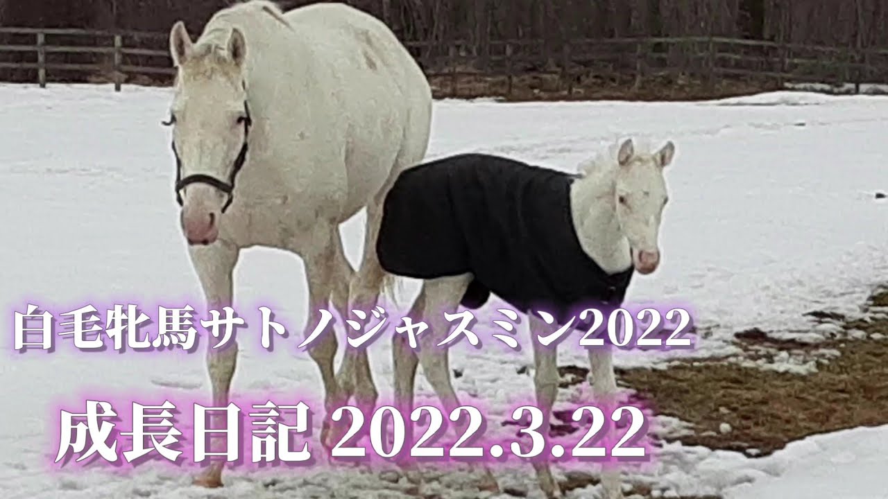 ゴージャス 白毛牝馬 サトノジャスミン 親子の『成長日記』2022.3.22