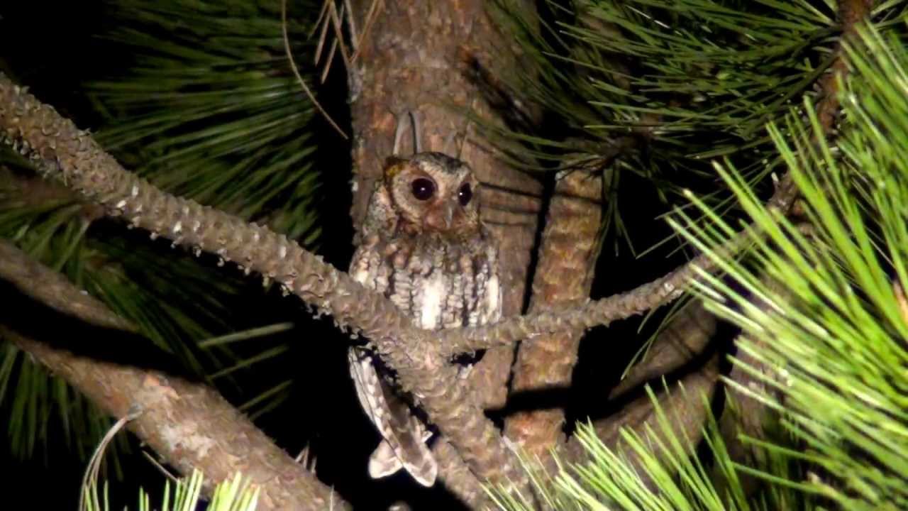 Flammulated Owl by Khanh Tran (ktbirding.com)