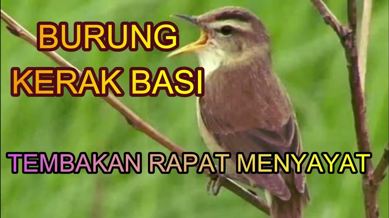 KERAK BASI TEMBAKAN RAPAT MENYAYAT |birds singing| |birds training|