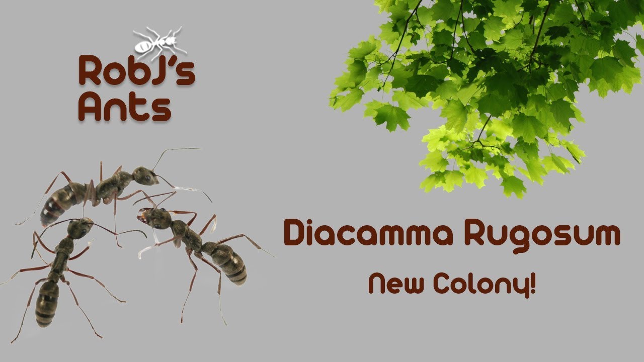 Diacamma Rugosum | New Colony Introduction
