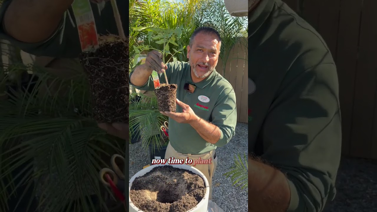 Large Pots, Bigger Tomatoes: The Complete Method #gardening #tomato