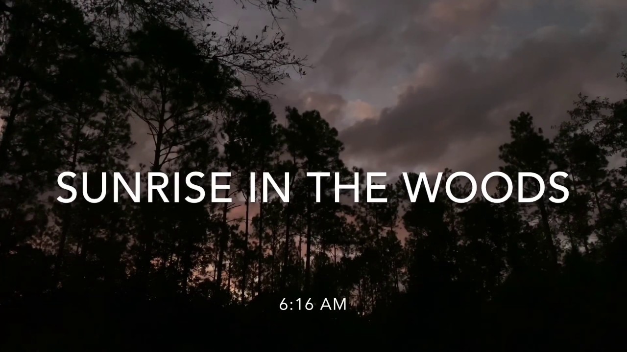 Sunrise in the woods | Flagler county, FL