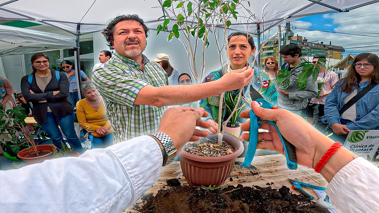 C&oacute;mo cuidar un Ficus Benjamina TODO EL A&Ntilde;O