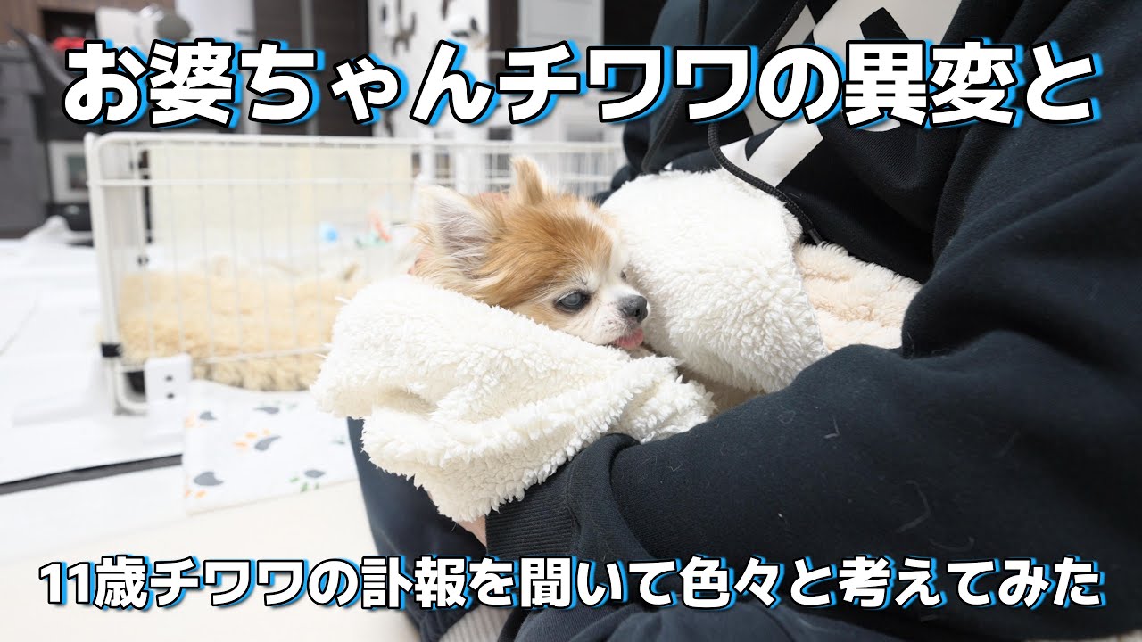 命の重み。11歳の訃報と16.8歳の愛犬が教えてくれた「当たり前」の尊さ