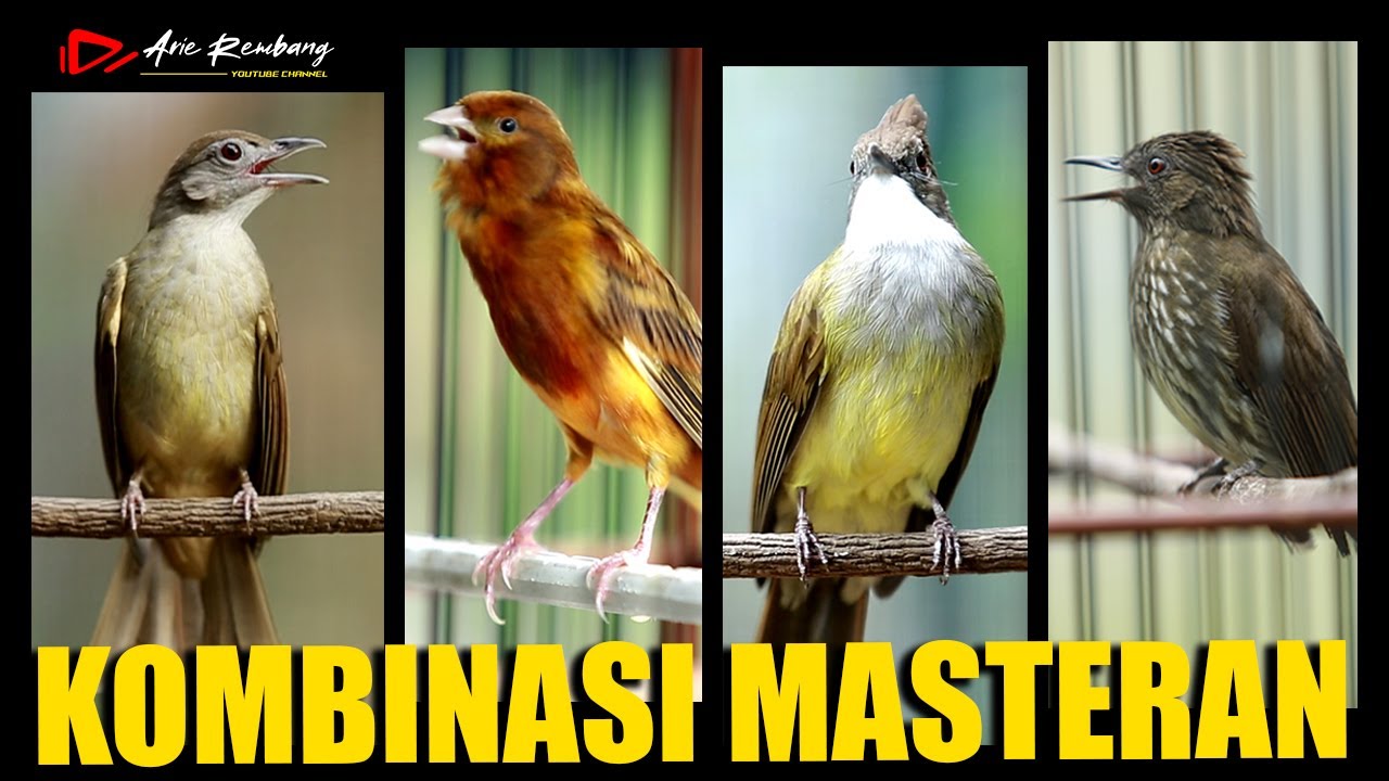 MASTERAN KAPAS TEMBAK - KENARI - JENGGOT - SIRI SIRI | JEDA 1 MENIT