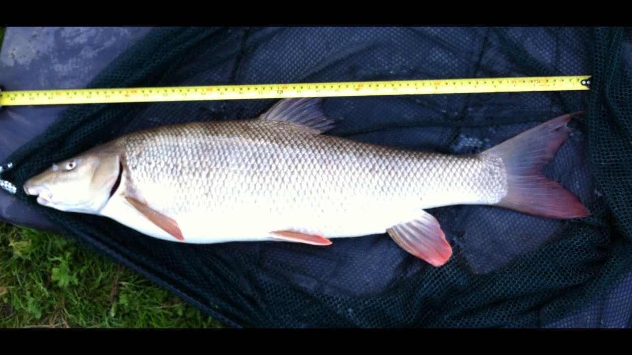 Brzanowo-leszczowe eldorado na rzecze Trent 1.09.2014 part 1