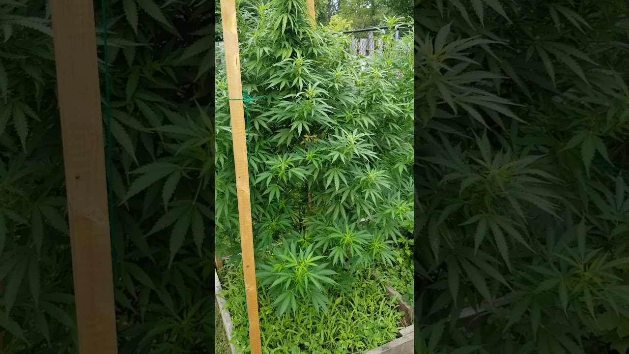 July 13, 2020 gbaygenetics outdoor cannabis garden.