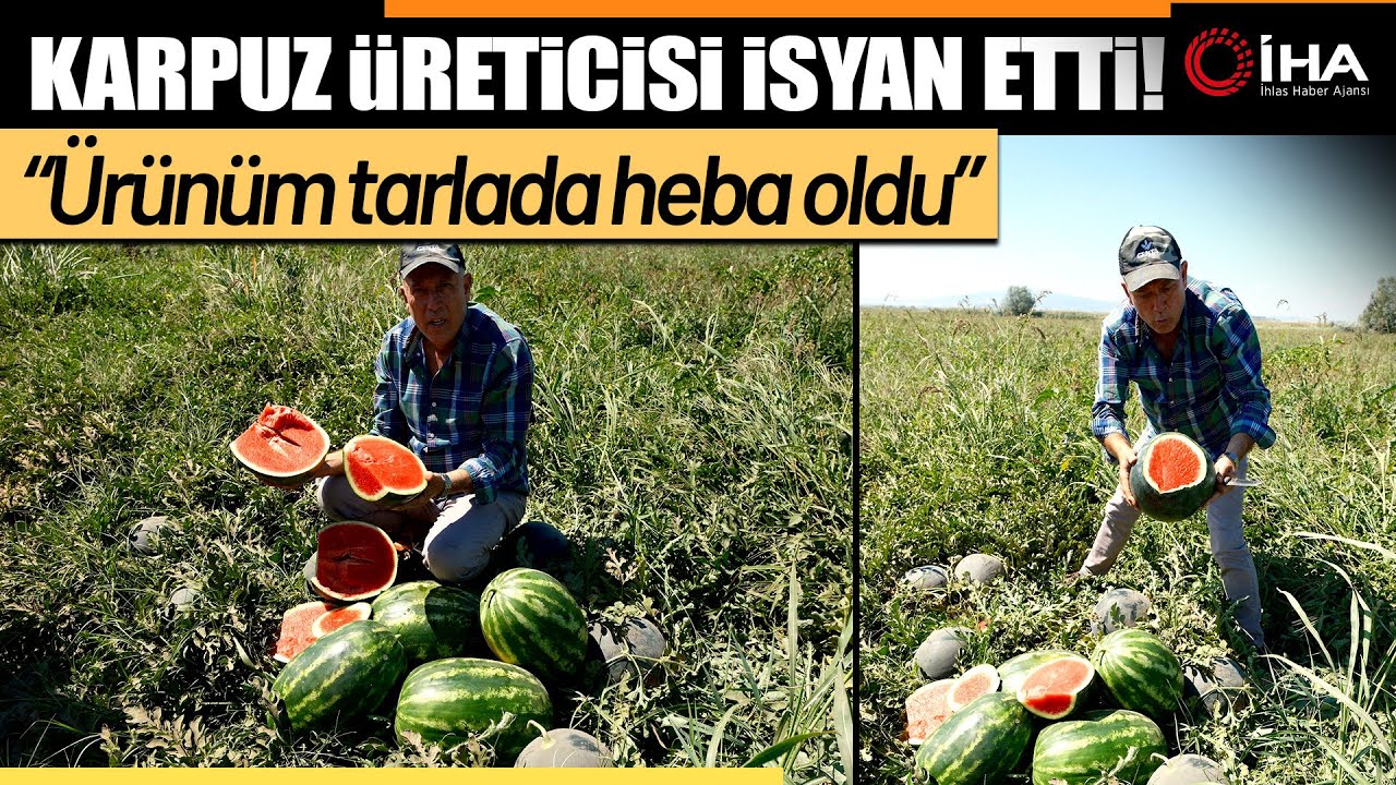 Sözleşmeli Ekti 3 Bin 500 Ton Karpuzu Tarlada Kaldı