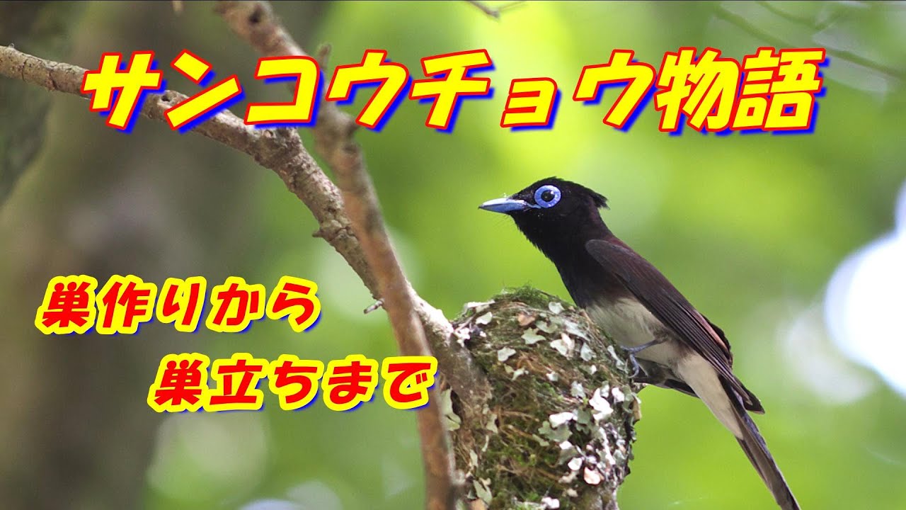 サンコウチョウ物語　巣作りから巣立ちまで