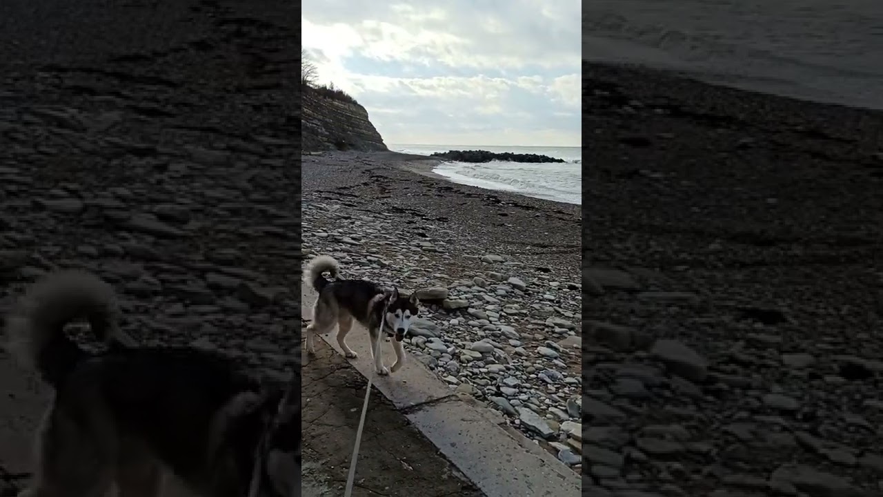 хаски на море