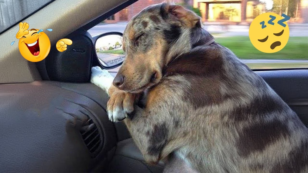 This Is Why Dogs Dominate the Internet 🐶😂 Funniest Dog Moments 2026 #59