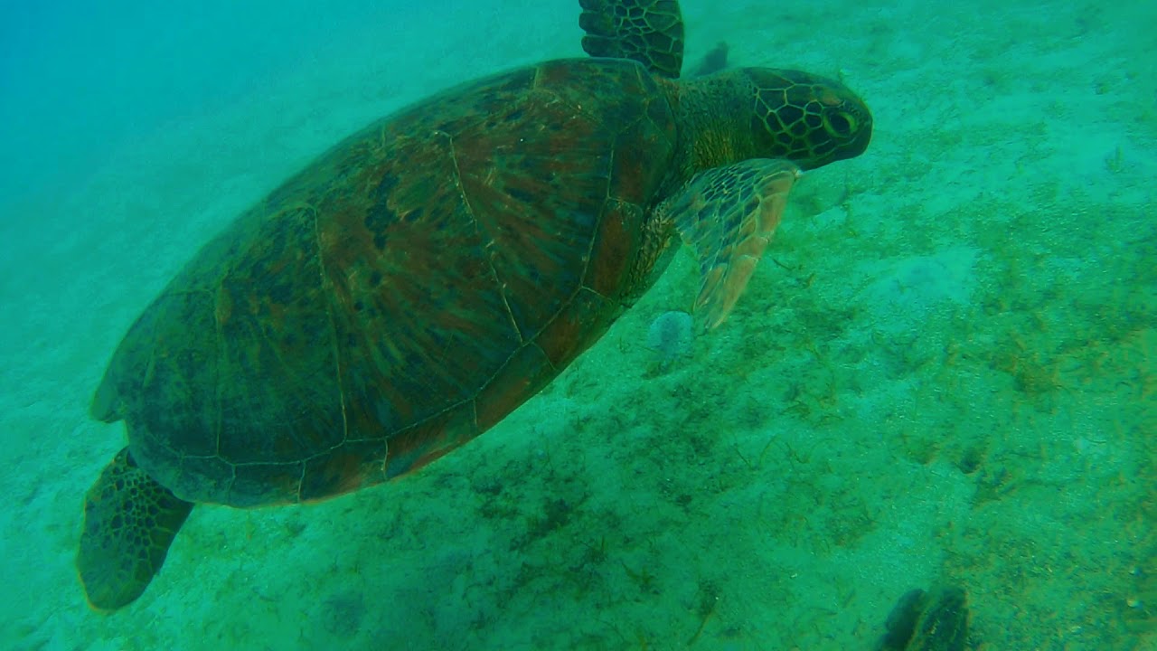 Best Freediving in Apo Reef (World's Second Largest Contiguous Reef)