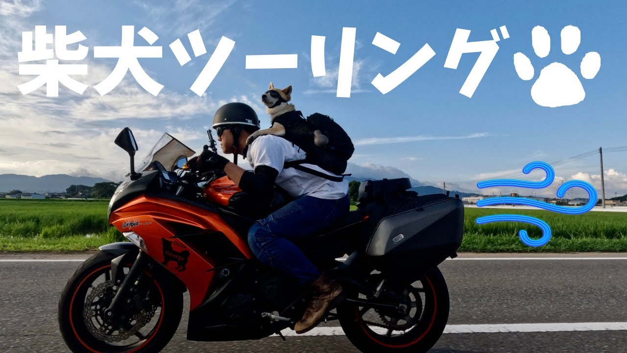 【バイク女子】ツーリング大好きな柴犬ジョージ♀と山で水遊びしてきました！☆kawasaki Ninja400×triumph daytona675r【モトブログ】