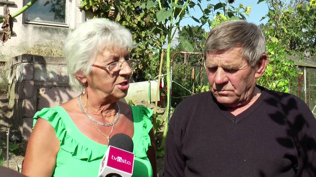 Trzcianka: słonecznik gigant wyr&oacute;sł pod Trzcianką