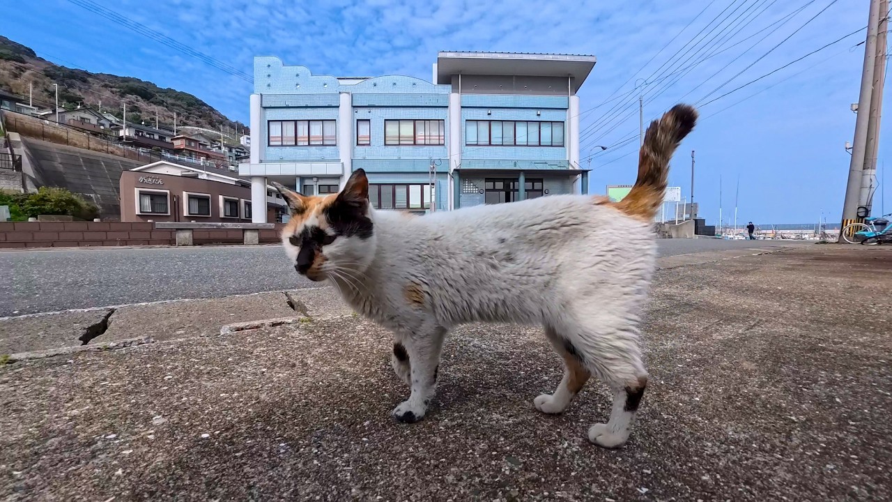 道路脇に座っていたら三毛猫ちゃんがこっちに歩いてきた