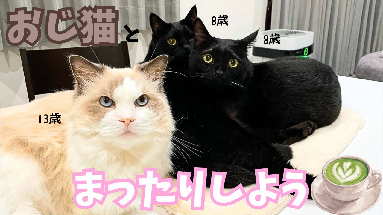 【Chill Cat Live】何も起きないよwシニア猫のまったりTime(無音配信)