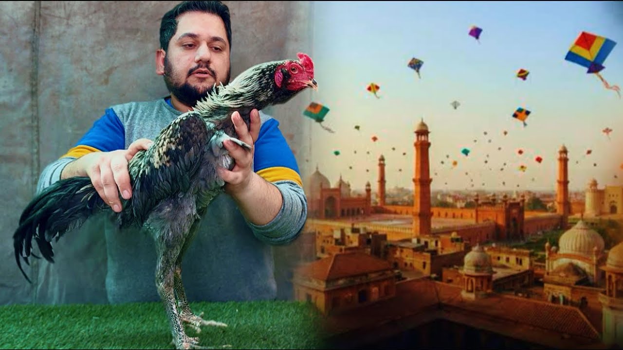 Basant in lahore ka aur Murga Shamo + Drummer  ka shok Ek sath, Pakistani Aseel Hsn Entertainment 